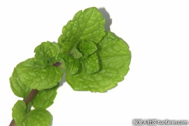 【圖】薄荷醇有什麼好處？