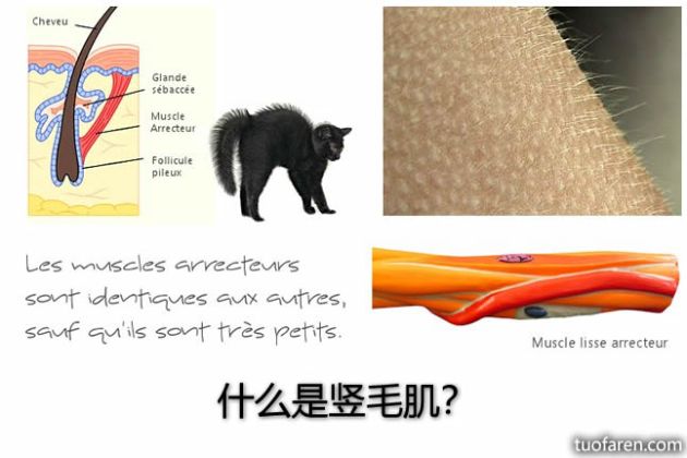【圖】什麼是豎毛肌？