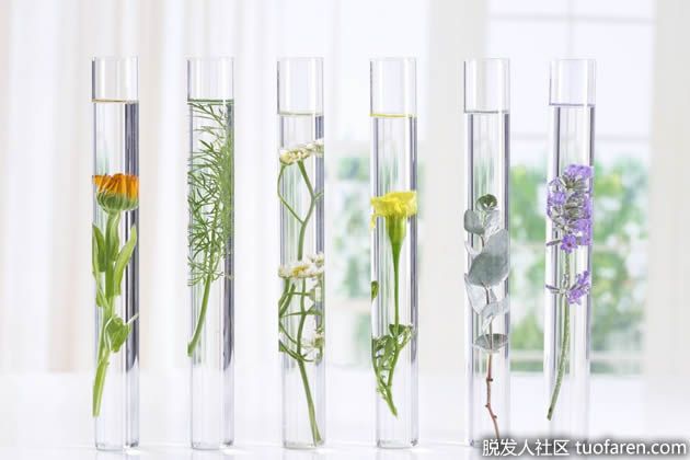 【圖】植物提取物促進頭髮生長