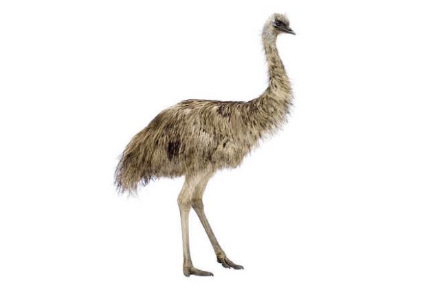 【圖】鴯鶓油有助於頭髮生長嗎?