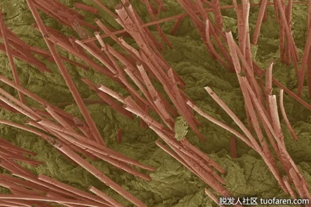 【圖】毛乾的作用是什麼？