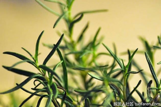 【圖】如何混合精油來促進頭髮生長？