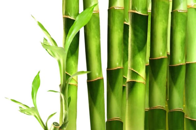 【圖】使用竹提取物，改善皮膚和頭髮的健康