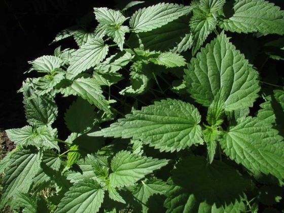 【圖】如何用蕁麻治療脱髮