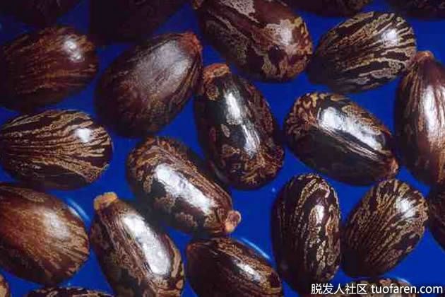 【圖】牙買加黑蓖麻油的好處：頭髮和皮膚的奇蹟