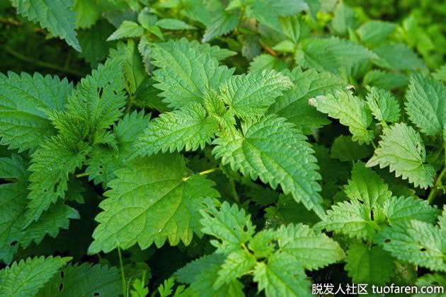 【圖】刺蕁麻的好處