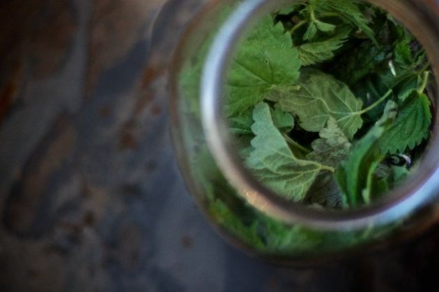 【圖】蕁麻對毛髮生長的影響