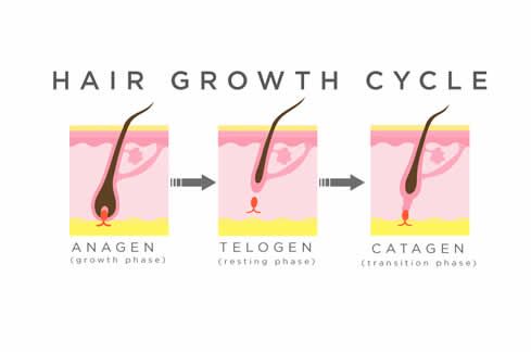 【圖】頭髮的生長速度是多少