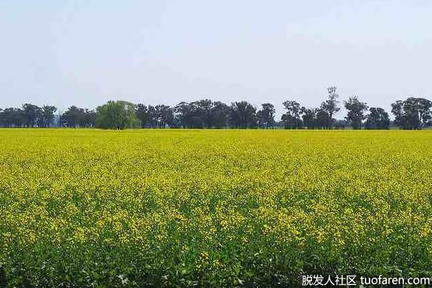 【圖】菜籽油的營養成分