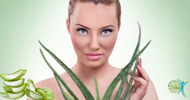 【圖】蘆薈可以防脱髮嗎？