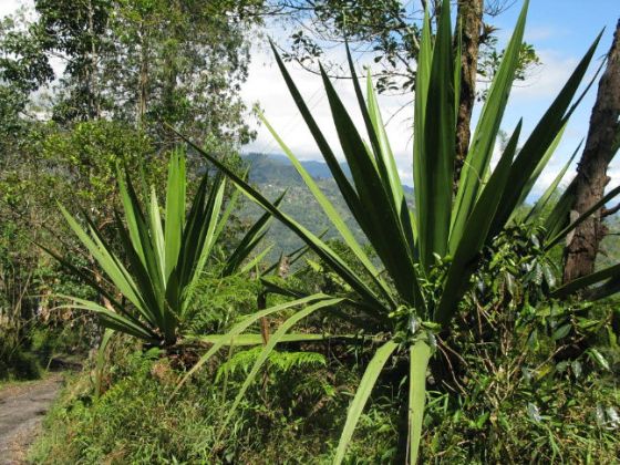 【圖】鋸棕櫚可能有助於調節睾丸激素水平