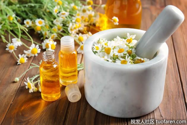 【圖】如何在家制作洋甘菊油？