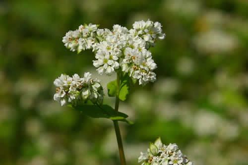 【圖】海娜花是天然着色劑可治頭髮早白