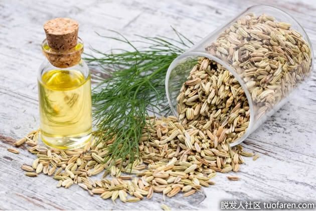 【圖】茴香油對健康的好處