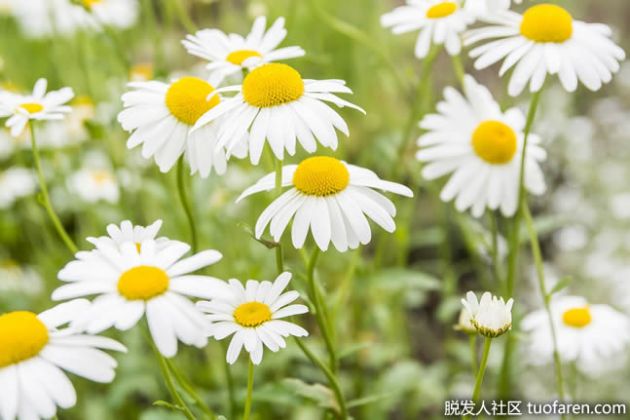 【圖】洋甘菊最常見的副作用是什麼？