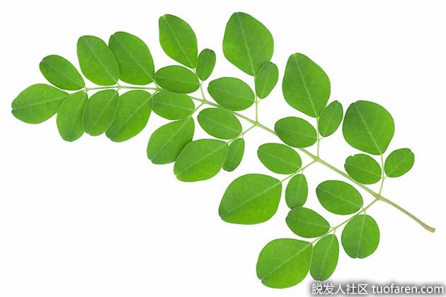 【圖】辣木葉的功效