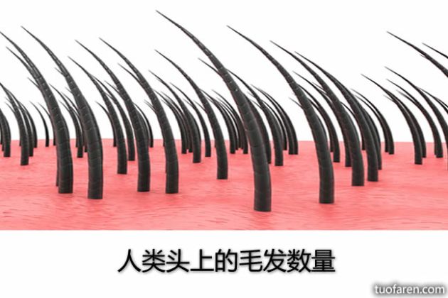 【圖】人類頭上的毛髮數量