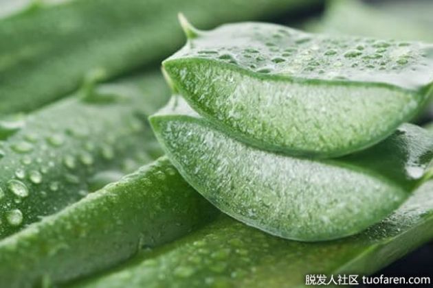 【圖】使用蘆薈洗髮水的4個原因