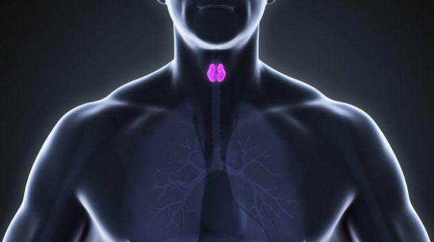 【圖】甲狀腺機能亢進是如何引起脱髮的？