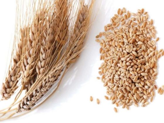 【圖】小麥胚芽對人體健康的益處
