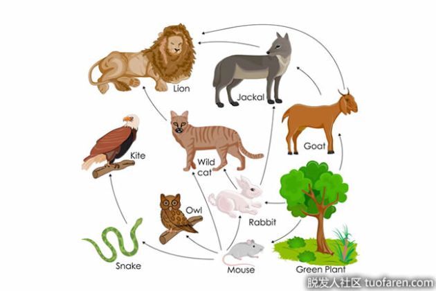 【圖】生物如何獲取和利用能量？