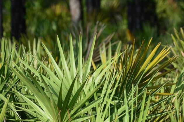 【圖】米諾地爾和鋸棕櫚可以同時使用嗎