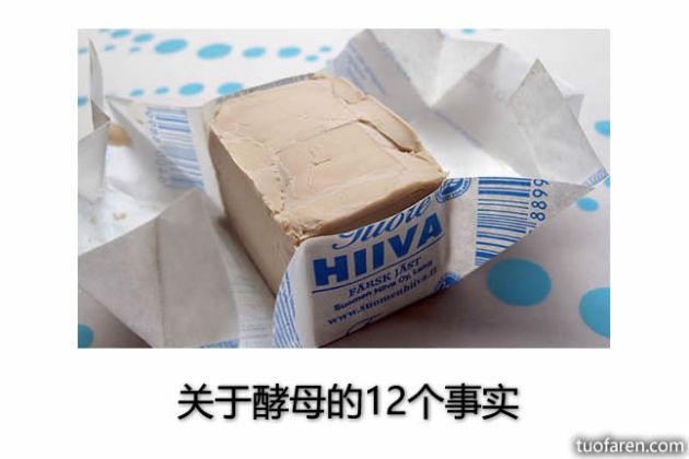 【圖】關於酵母的12個事實