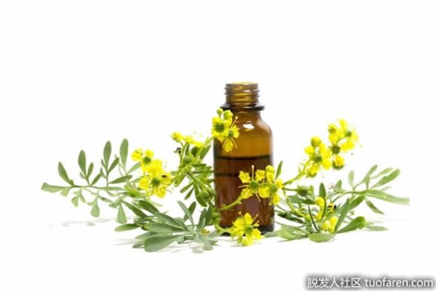 【圖】芸香精油是什麼？