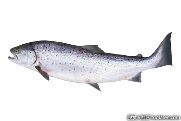 【圖】什麼是挪威鮭魚油？