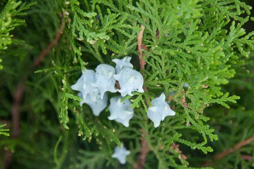 【圖】側柏葉對脱髮的功效原理有哪些