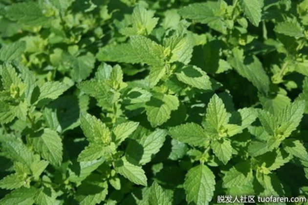 【圖】薄荷洗髮水的功效