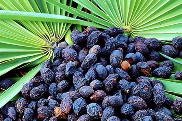 【圖】鋸棕櫚潛在的副作用