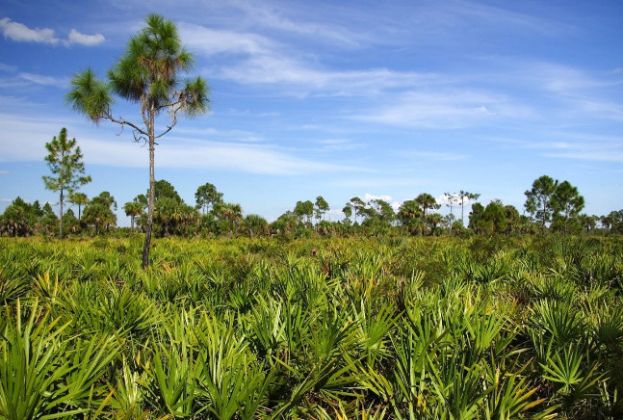 【圖】什麼是鋸棕櫚?