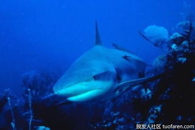 【圖】角鯊烯油有什麼好處？