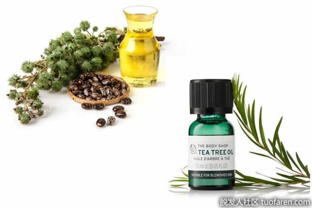 【圖】蓖麻油和茶樹油怎麼塗頭髮