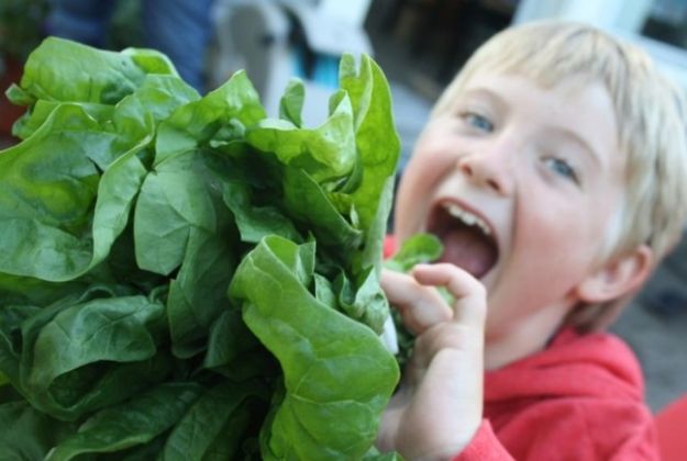 【圖】鋅和菠菜
