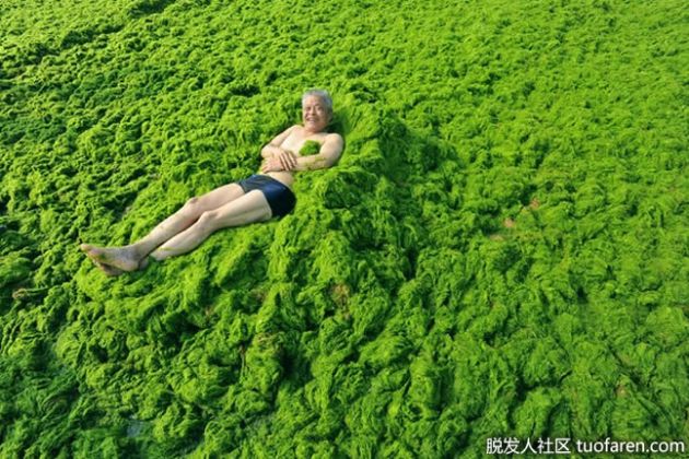 【圖】海藻油對健康的好處：每個人都需要的油