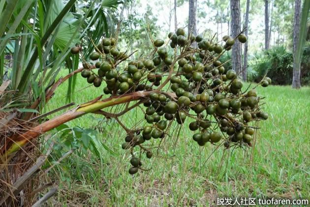 【圖】鋸棕櫚的作用
