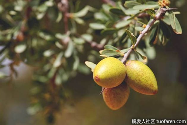 【圖】摩洛哥堅果油(Argan阿甘油)有什麼好處？