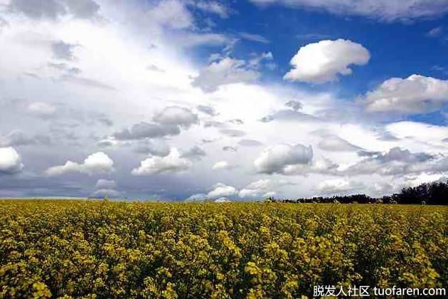 【圖】5種健康的菜籽油替代品