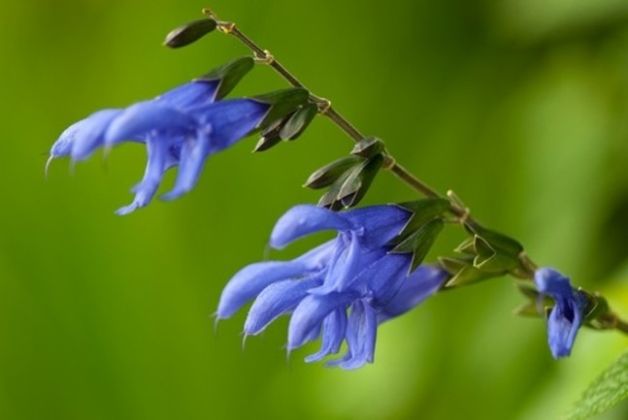 【圖】鼠尾草防脱髮嗎?