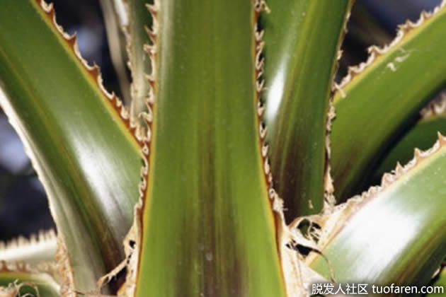 【圖】蘆薈中的維生素和礦物質