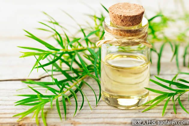 【圖】茶樹油去頭屑