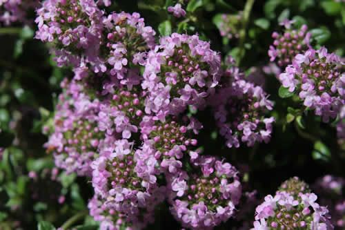 【圖】百里香精油治療脱髮