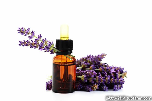 【圖】薰衣草精油的使用