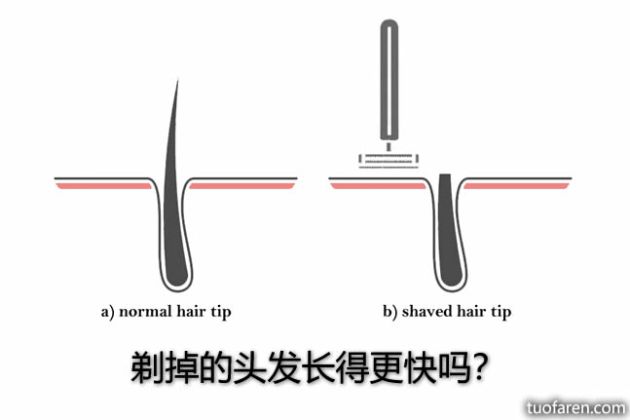 【圖】剃掉的頭髮長得更快嗎？