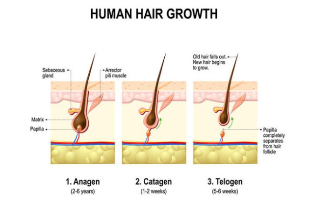 【圖】頭髮生長階段