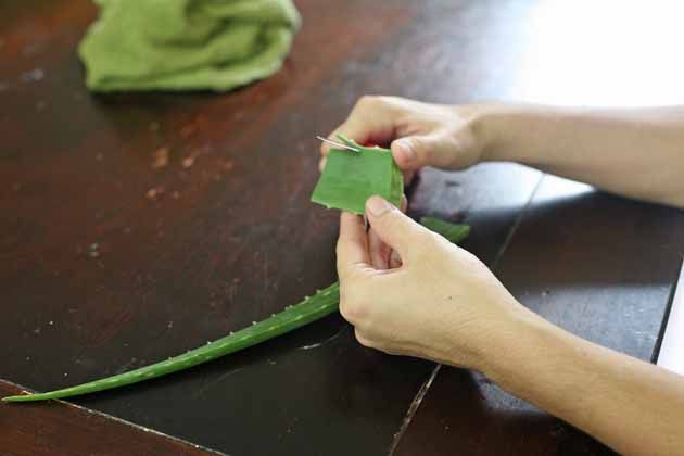 【圖】如何使用蘆薈汁製作護髮素