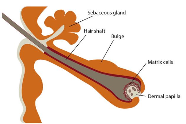 【圖】毛囊是什麼?