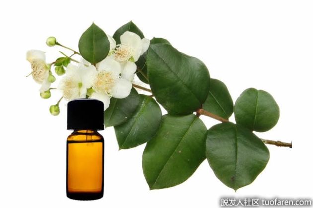 【圖】什麼是桃金娘油？
